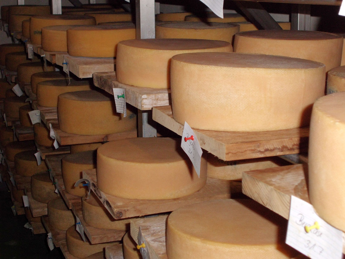 Käse zur Reifung und Lagerung auf Fichtenholz