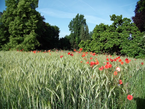 Mohn getreide